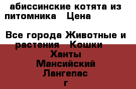 абиссинские котята из питомника › Цена ­ 15 000 - Все города Животные и растения » Кошки   . Ханты-Мансийский,Лангепас г.